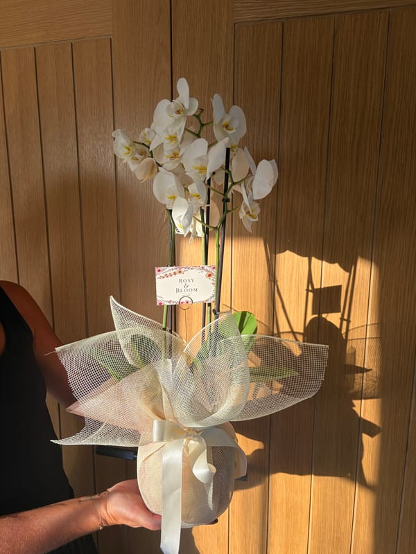 Orchid